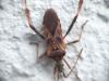 Leptoglossus occidentalis